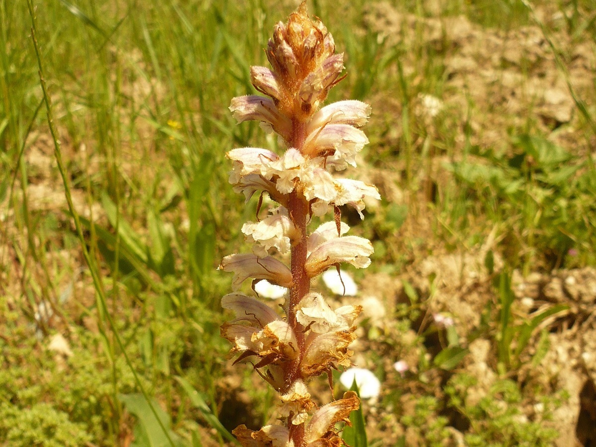 Orobanche picridis (Orobanchaceae)